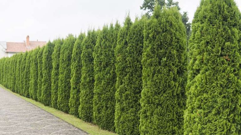 Privacy Hedge Installation in Shoreline, WA