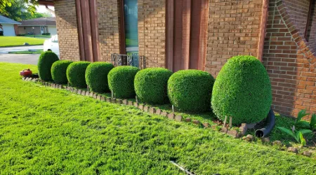 Bush and Shrub Trimming