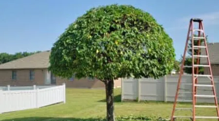 Tree Trimming Services