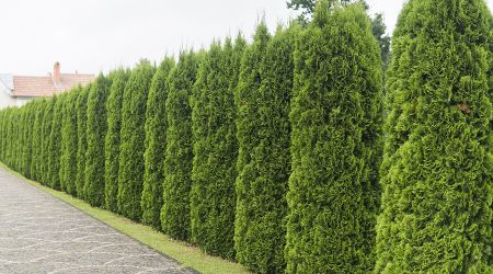 new-planting-service