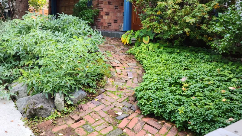 front yard landscaping Greenleaf before2